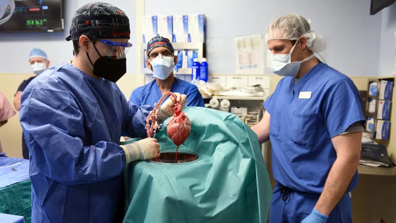 Une opération de greffe de cœur de porc sur un humain réalisée le 7 janvier 2022 aux États-Unis