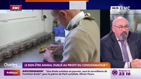 Foie gras: le bien-être animal oublié au profit du consommateur ? 