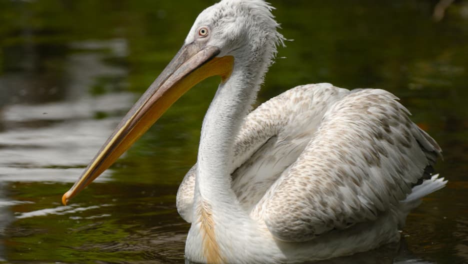 Le pélican frisé