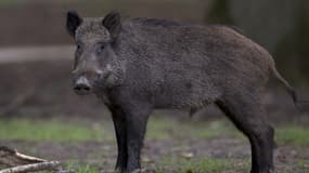 Un sanglier dans la forêt de Rambouillet, le 31 juillet 2013 (photo d'illustration)