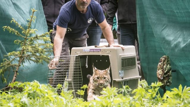 Quatre Lynx Relaches Dans Le Jura Apres Un Sauvetage Epique
