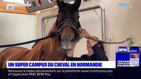 Normandie: un super campus du cheval pour fin 2024