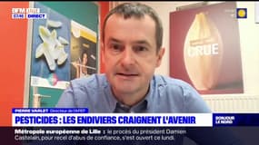 L'association des producteurs d'endives de France alerte sur la prochaine interdiction de pesticides et demande plus de temps pour trouver des alternatives