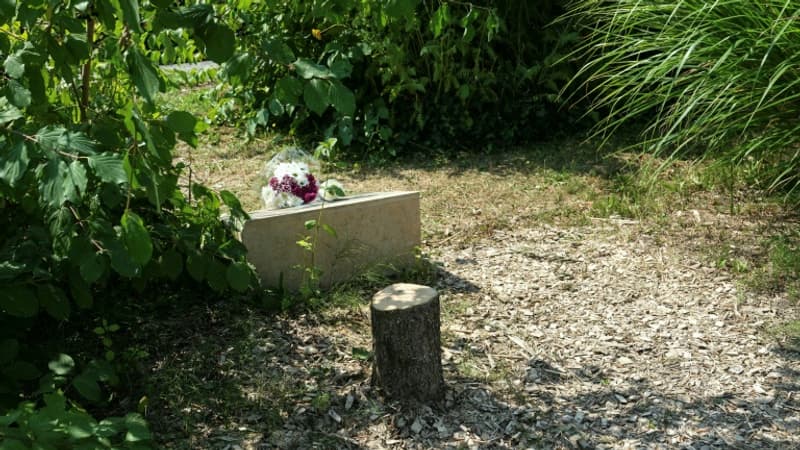 Abattage d'un olivier pour Ilan Halimi: l'infraction antisémite non retenue en appel