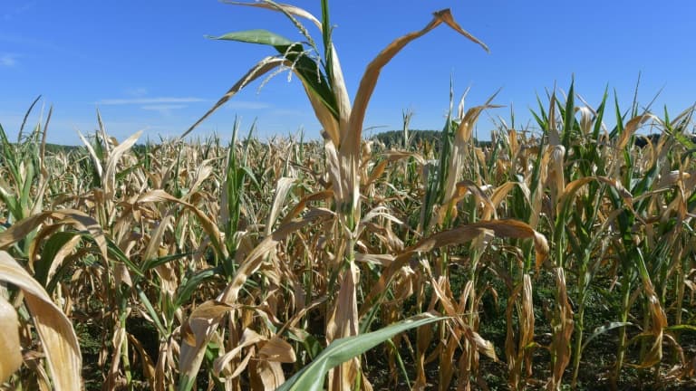 Un champ de maïs touché par la sécheresse, le 3 août 2022 à Courcemont, dans le nord-ouest de la France