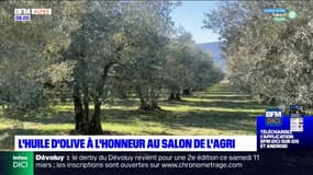 Alpes-de-Haute-Provence: l'olivier mis à l'honneur par le département au Salon de l'agriculture