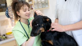 Des vétérinaires soignent un chien. (Illustration)