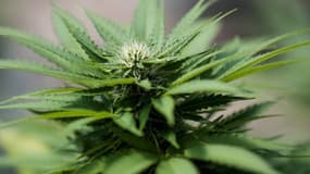 Les Pays-Bas recrutent des cultivateurs de cannabis 