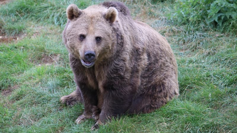 Un ours - Illustration