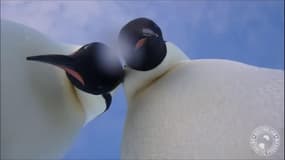 Deux manchots s’offrent un selfie au beau milieu de l’Antarctique