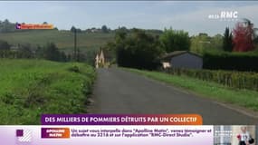 Des milliers de pommiers détruits par un collectif 