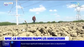 Nord-Pas-de-Calais: la sécheresse frappe les agriculteurs