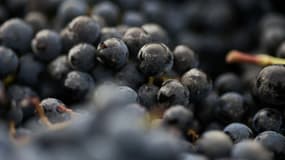 Vendanges: la sécheresse pourrait bien gâcher un millésime prometteur 