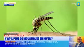 BFM Marseille et vous: les moustiques sont encore là malgré l'hiver