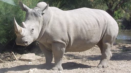 Un rhinocéros blanc (photo d'illustration)