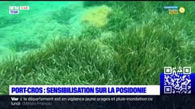 Port-Cros: l'association WWF sensibilise sur la posidonie
