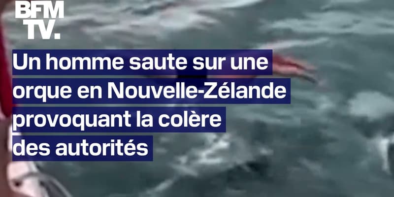 Un homme saute sur une orque et provoque la colère des autorités néo-zélandaises