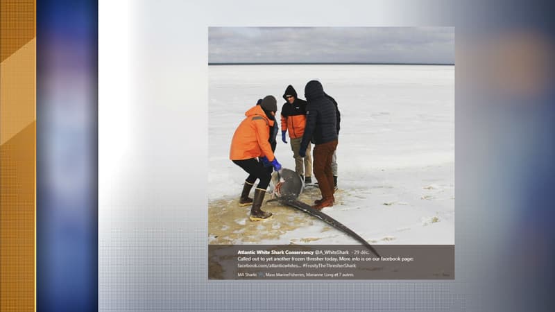 L'association a recueilli trois requins gelés cette semaine.