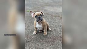Le chiot de Steeve Bernardo a contracté le virus de la parvovirose lors du Salon des animaux de Cagnes-sur-Mer