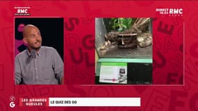 Le quizz de la campagne des GG - 10/08