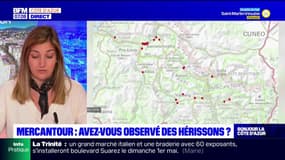 Mercantour: les hérissons se font de plus en plus rares