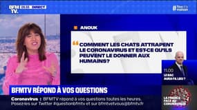 Les chats peuvent-il attraper le Coronavirus et le donner aux humains? BFMTV répond aux questions des enfants