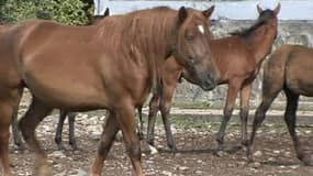 Le scnadale de la viande de cheval touche plusieurs pays européens (photo d'illustration).