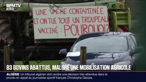 Mobilisation agricole dans le Doubs après l'abattage de 83 bovins 