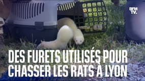 À Lyon, des furets sont utilisés pour chasser les rats 
