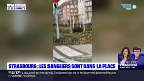 Bas-Rhin: des sangliers prennent leurs quartiers à Strasbourg