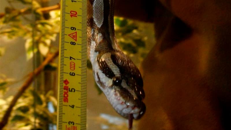 Une employée de La Poste de l'est de la France a eu la peur de sa vie vendredi en voyant un python royal d'un mètre de long s'échapper d'un colis et se glisser contre sa peau. Alertés, les pompiers ont attrapé le fugitif et découvert un deuxième reptile d