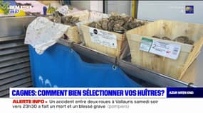 Alpes-Maritimes: les bons conseils pour sélectionner ses huîtres