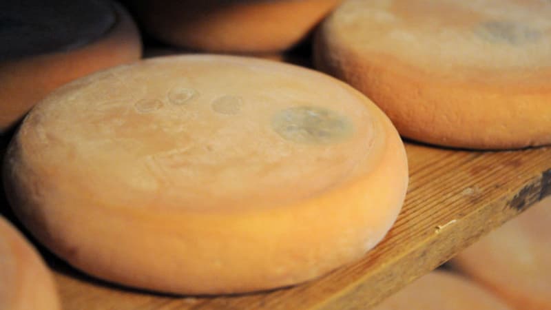 Le reblochon était contaminé à la bactérie E.Coli. Photo d'illustration