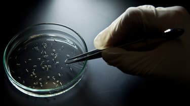 Des moustiques Aedes aegypti, responsable de la transmission du virus Zika.