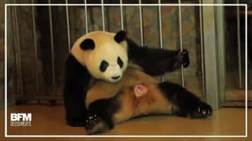 Ce bébé panda a mis moins de trois secondes à naître