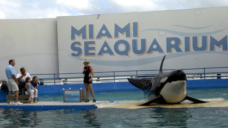 Une orque à l'aquarium de Miami en 2007. (photo d'illustration)