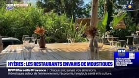 Hyères: les restaurants du bord de mer envahis de moustiques