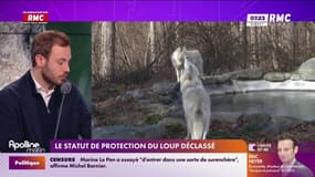 Le statut de protection du loup déclassé 
