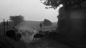 Berger conduisant un troupeau de mouton en Normandie, en octobre 2008.