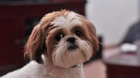 Le shih tzu, mortellement blessé, est mort sous les yeux de son maître.