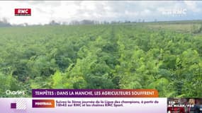 Tempêtes: dans la Manche, les agriculteurs souffrent