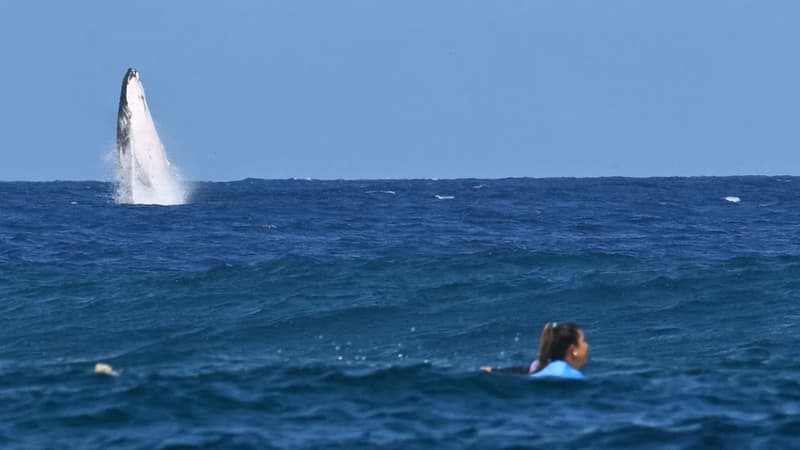 Une baleine s'invite lors de la demi-finale de surf à Tahiti, le lundi 5 août 2024