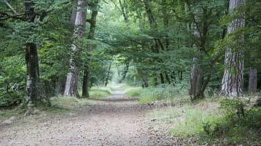 La forêt de Fontainebleau
