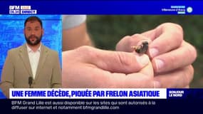 Lens: une sexagénaire meurt après une piqure de frelon asiatique