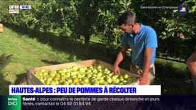 Hautes-Alpes: de maigres récoltes de pomme pour les arboriculteurs