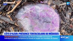 Côte d'Azur : les méduses sont de retour