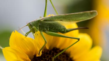 Une sauterelle sur un tournesol, à Fribourg en Allemagne, le 20 juillet 2017.