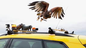 Les rapaces survolent les pistes pour réduire le péril aviaire dans les aéroports.