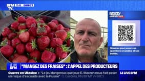 Pourquoi le prix des fraises est-il si bas? BFMTV répond à vos questions