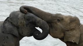 Des éléphants au Sri Lanka (photo d'illustration)